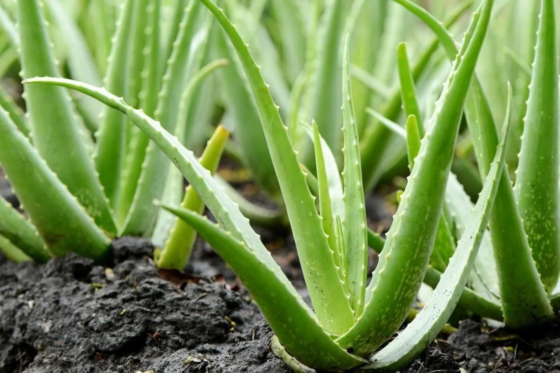 Medicinal properties sales of aloe vera